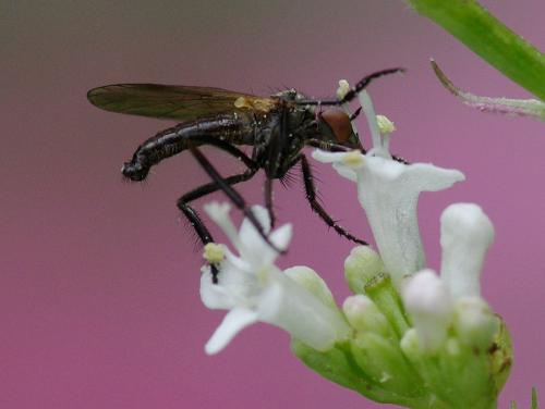 Empis sp.