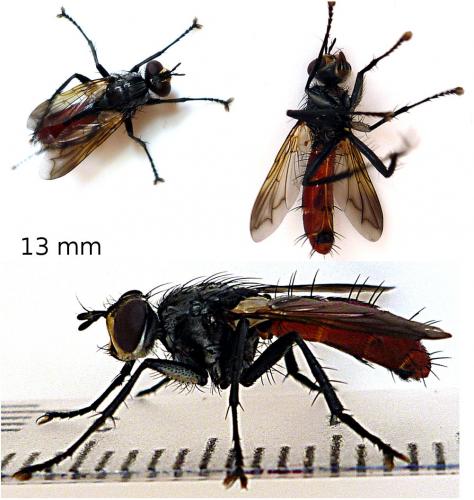 Cylindromyia bicolor