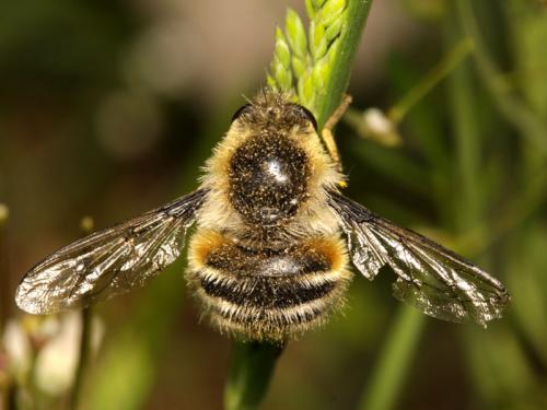 Réf. 59 993 : Fallenia fasciata