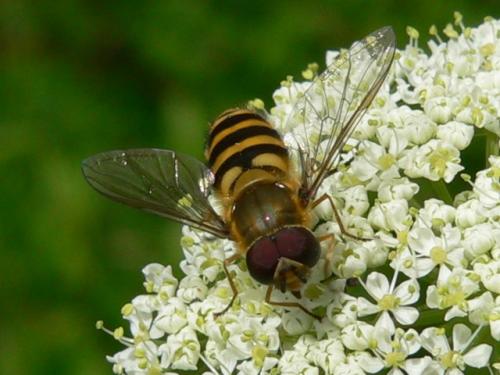 Syrphus sp.