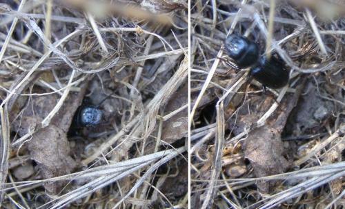 Dixus clypeatus