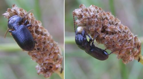 Dixus clypeatus