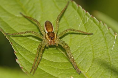 Dolomedes sp.