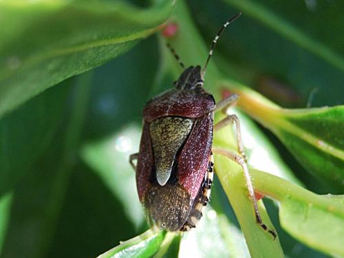 Réf. 59 370 : Dolycoris baccarum