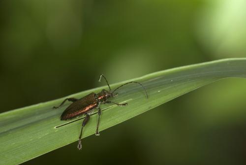Réf. 59 635 : Donacia reticulata