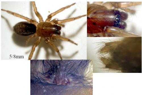 Callobius claustrarius