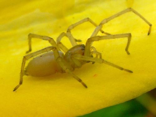 Cheiracanthium sp.
