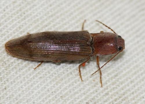 Stenagostus rhombeus