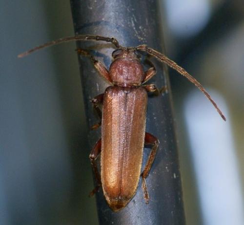 Réf. 59 161 : Arhopalus rusticus