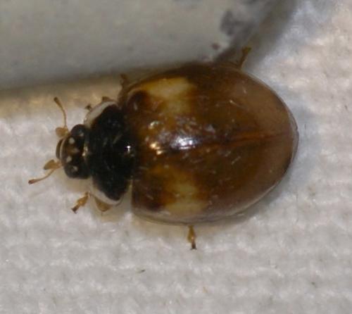 Adalia decempunctata