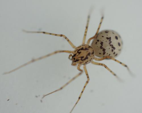 Réf. 59 733 : Scytodes thoracica
