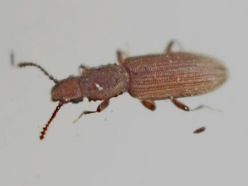 Oryzaephilus surinamensis