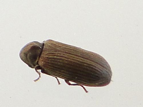 Réf. 59 600 : Anobium punctatum