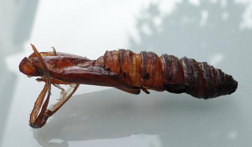 Paysandisia archon