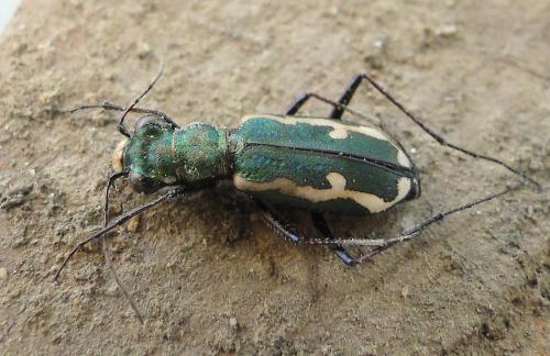 Cylindera paludosa
