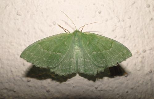 Réf. 59 595 : Geometra papilionaria