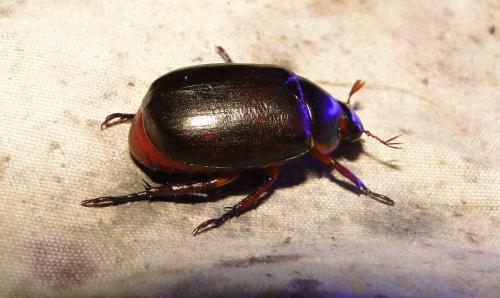 Anomala circumcincta