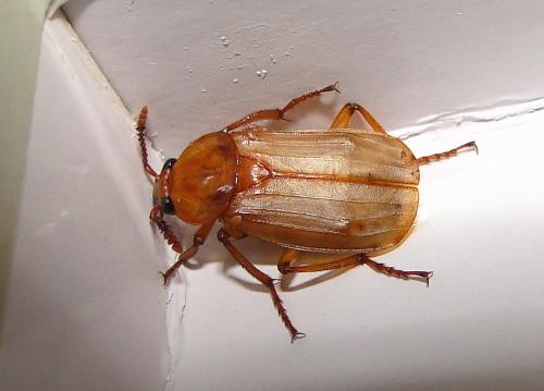 Réf. 59 750 : Necrodes littoralis