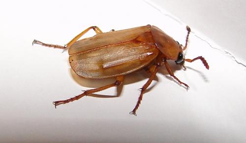 Necrodes littoralis