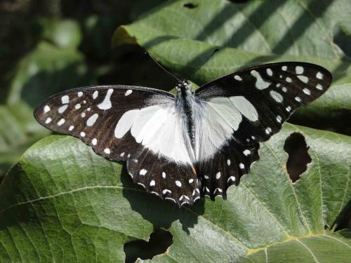 Réf. 59 265 : Graphium angolanus