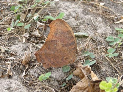 Melanitis leda