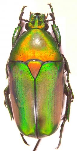 Chlorocala smaragdina