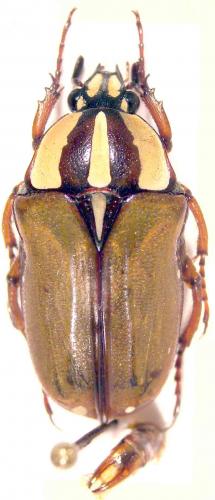 Gnathocera trivittata dorsodiscolor