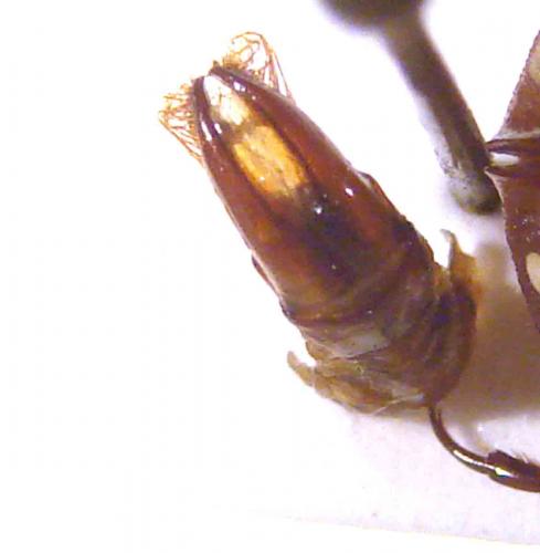 Gnathocera trivittata dorsodiscolor