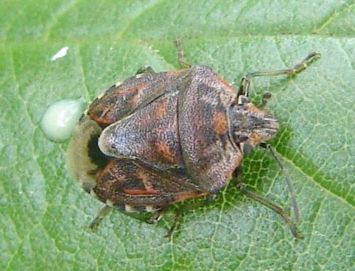 Réf. 59 193 : Holcogaster fibulata