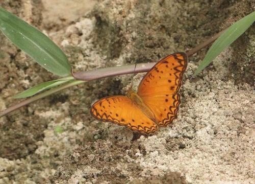 Phalanta eurytis