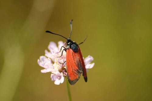 Zygaena erythrus