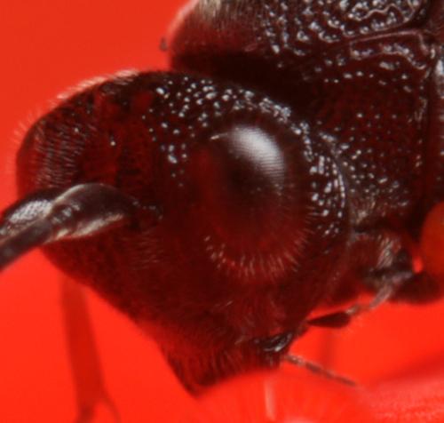 Chelonus sp.