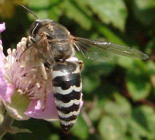 Bembix oculata