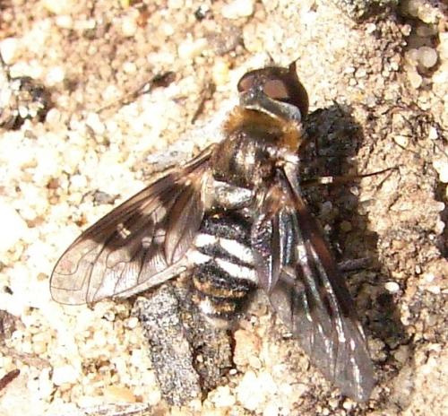 Réf. 59 140 : Thyridanthrax perspicillaris