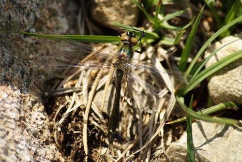 Cordulia aenea