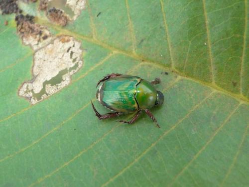 Réf. 59 383 : Popillia congoana