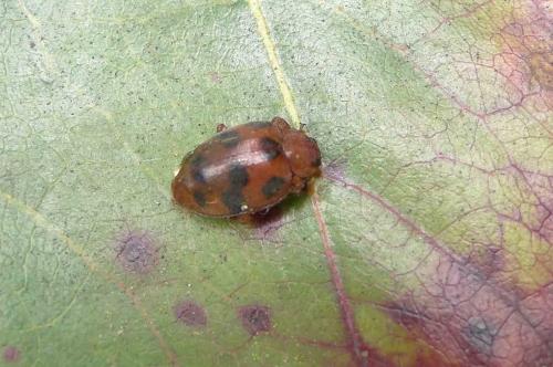 Réf. 59 156 : Chnootriba sp.