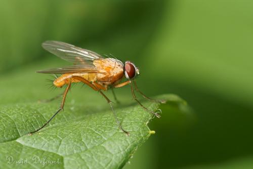 Réf. 59 208 : Achanthiptera rohrelliformis