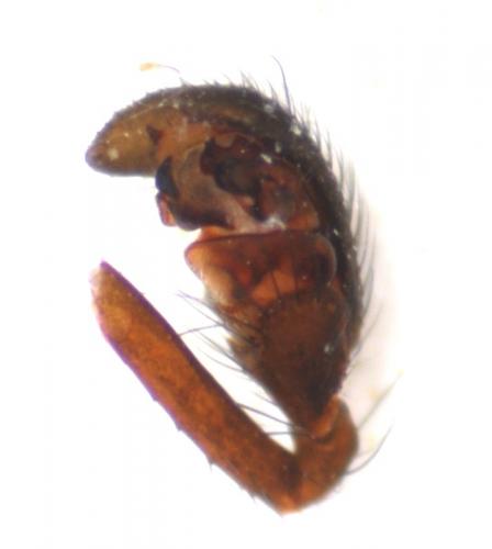 Réf. 59 298 : Neottiura bimaculata