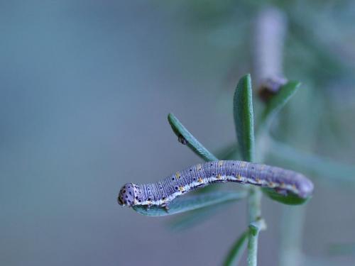Eurranthis plummistaria