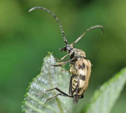 Réf. 59 683 : Pachytodes cerambyciformis