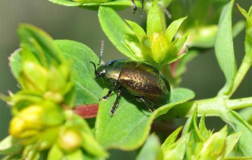 Réf. 59 012 : Chrysolina hyperici