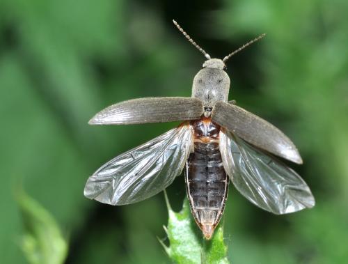 Réf. 59 366 : Agriotes pilosellus