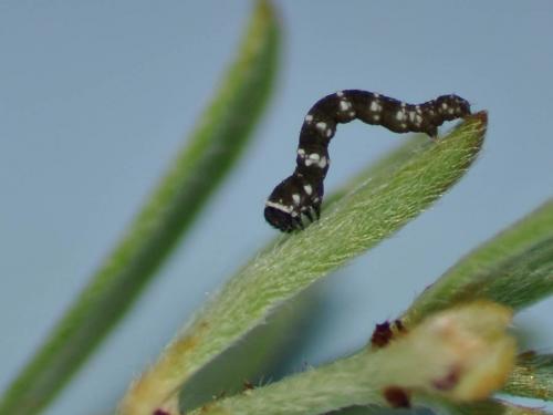 Eurranthis plummistaria