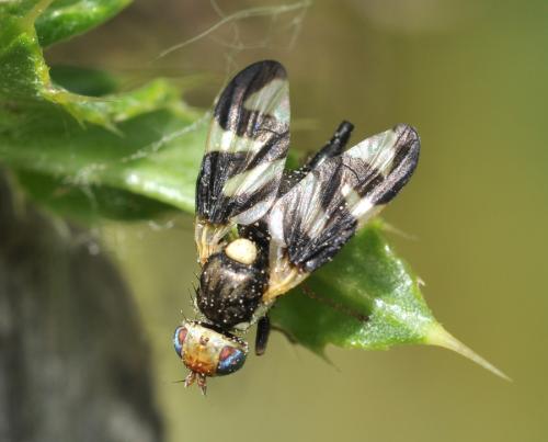 Urophora cardui