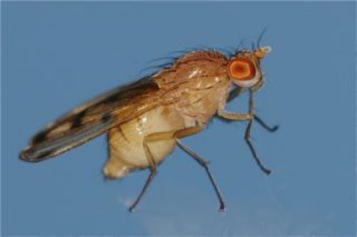 Réf. 59 800 : Minettia inusta