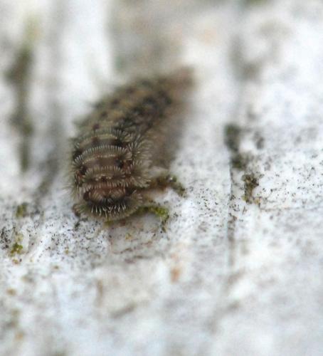 Réf. 59 145 : Polyxenus lagurus