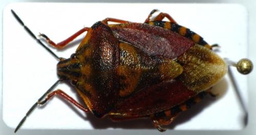 Carpocoris pudicus