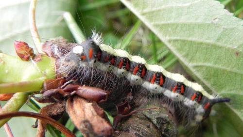 Réf. 59 933 : Acronicta psi
