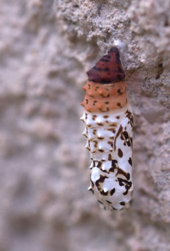 Melitaea didyma